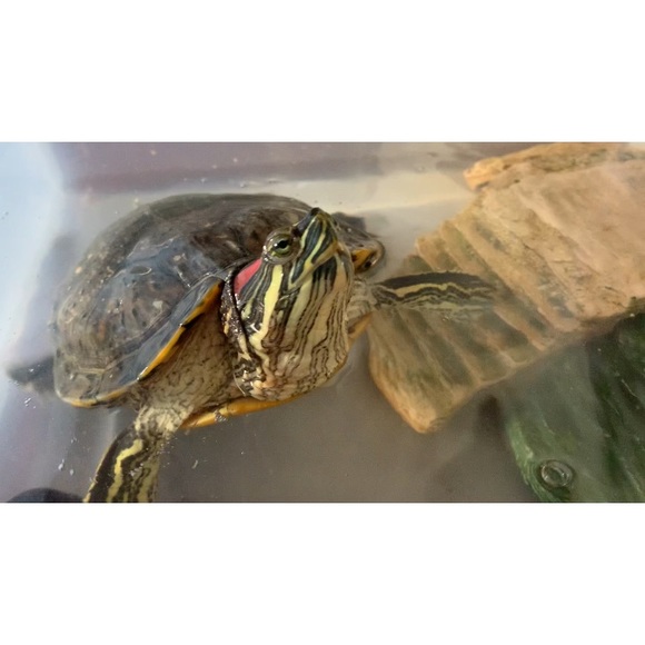 Meet your Posher, Jenn 🌸 - Picture 7 of 9